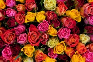 Colorful,Roses,Background.,Beautiful,,High,Quality,,Good,For,Holidays,,Valentines’s
