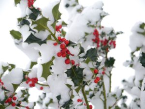 red holly Berries on Snowy Branch