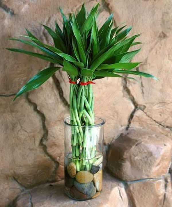 Because of its' hardiness & flexibility, Lucky Bamboo is ideal for use in Feng Shui, the Chinese art of balancing forces in an interior environment