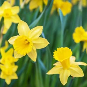 Daffodils 