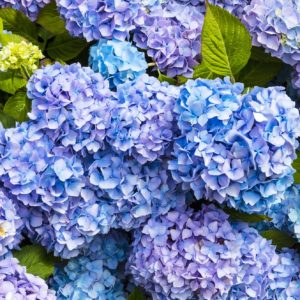 Blue and Lavender Hydrangea
