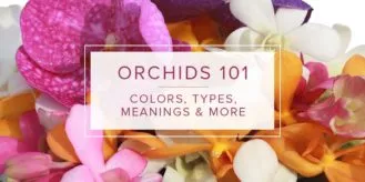 Lifestyle-Orchids101-blog
